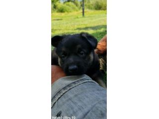 Vendo cuccioli di pastore tedesco linee da lavoro