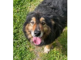 MARTIN SOCIEVOLE CANE IN ADOZIONE