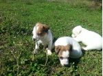 Cuccioli Jack Russell Terrier vivacissimi