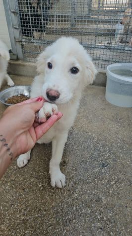 Lella: 3 mesi taglia media