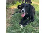 FLIC LA TENEREZZA CERCA CASA, CUCCIOLO IN ADOZIONE