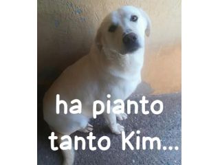 KIM SIMIL LABRADOR 2 ANNI