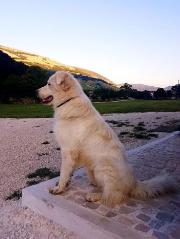 VENDO MASSERIA CON 14 HA TERRENO PESCOCOSTANZO ABRUZZO - Foto 3