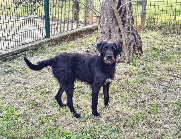 Jerry dolcissimo spinone in adozione - Foto 3