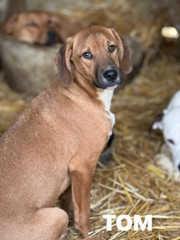 TOM & TINO, buffissimi cuccioli orecchie lunghe! - Foto 4