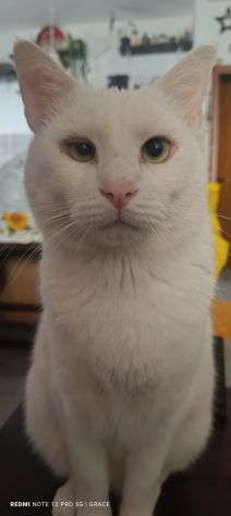 GATTTI E GATTINI AMOREVOLI - Foto 7
