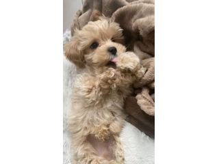 MALTIPO - MALTIPOO CUCCIOLI SELEZIONATI pag in 12 rate