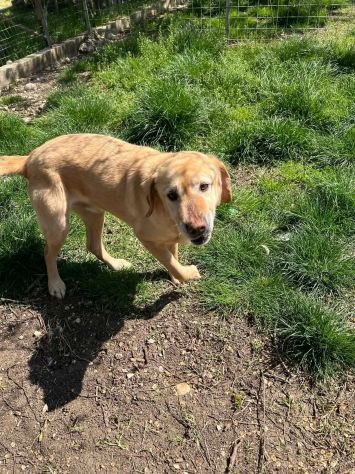 Peter simil Labrador - Foto 7