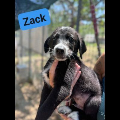 CUCCIOLI IN ADOZIONE ZACK, ZAGOR, ZAIRA. - Foto 2