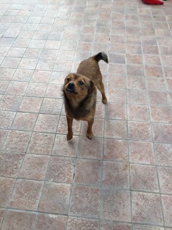 CASTAGNA, tenerissimo cagnolino taglia piccola in pericolo - Foto 2