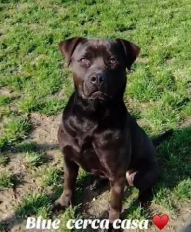 Mix molosso nero 3anni splendido prov PAVIA