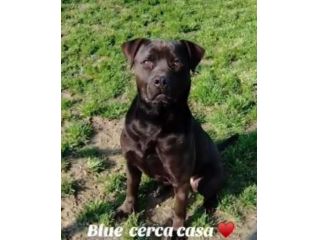 Mix molosso nero 3anni splendido prov PAVIA