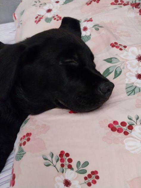 Cuccioli di Labrador - Foto 5