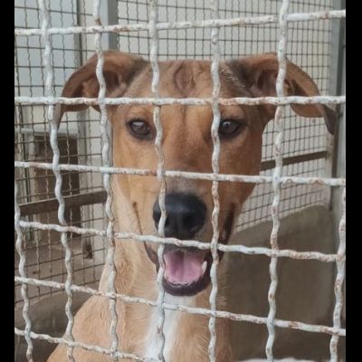 DOROTY gentile ed allegra cagnolina in adozione