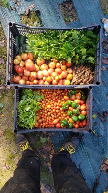 Giardiniere, bracciante agricolo , contadino, coltivatore - Foto 3