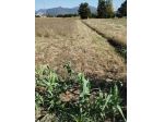 Terreno agricolo in vendita a Latignano - Cascina 6500 mq  Rif: 1282821