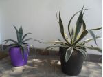 AGAVE AMERICANA