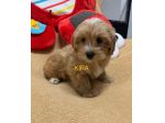 maltipoo toy