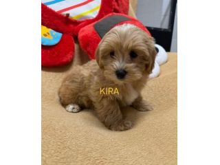 maltipoo toy
