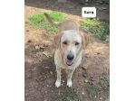 Kora simil labrador