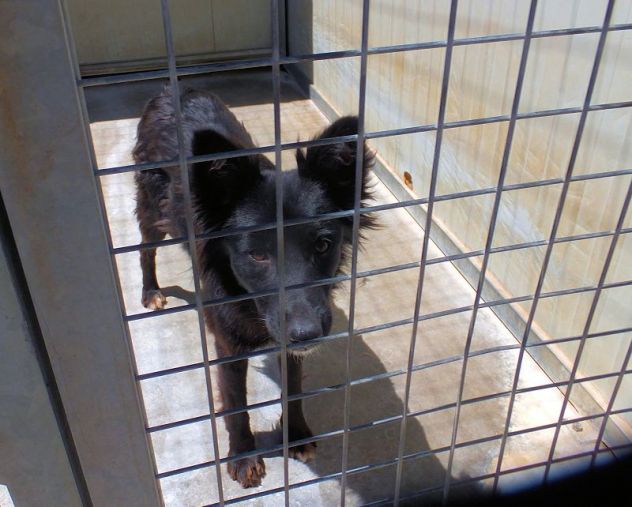 Pippy, bellissimo, taglia media contenuta - Foto 4