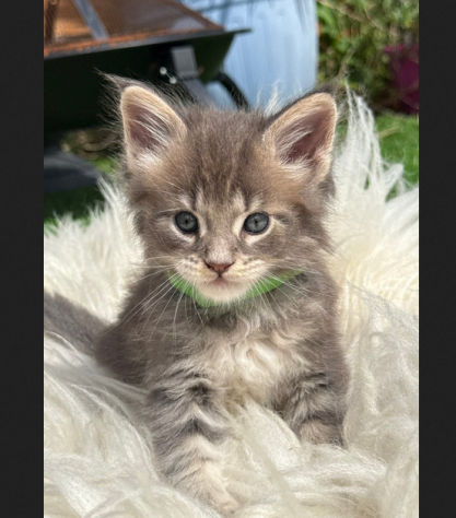 Piccolo Maine Coon in adozione
