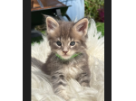 Piccolo Maine Coon in adozione