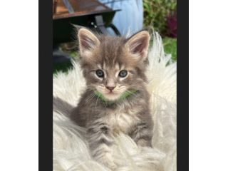 Piccolo Maine Coon in adozione