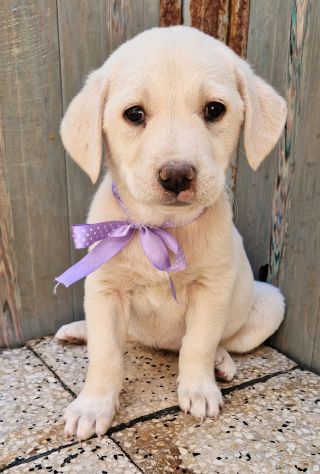 ADOTTIAMO LILLYBETH! - Foto 2
