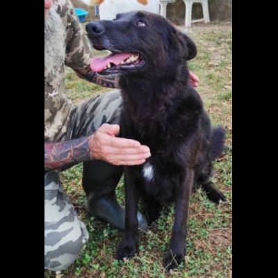 CAGNOLINO IN ADOZIONE - Foto 5