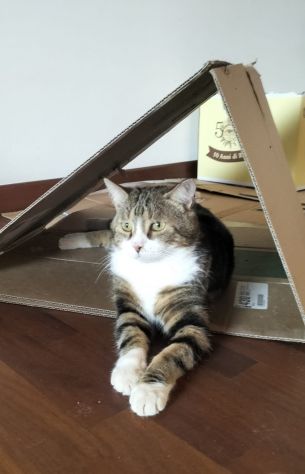 regalo gatto adulto meraviglioso