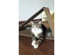 regalo gatto adulto meraviglioso