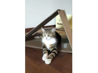 regalo gatto adulto meraviglioso