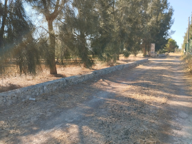 Terreno con 70 alberi d'ulivo - Foto 8