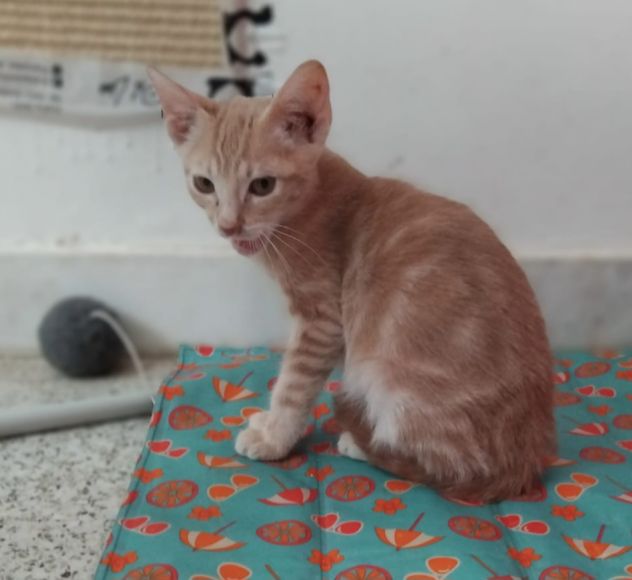 Giovannino, micio coccolone in cerca di una casa - Foto 3