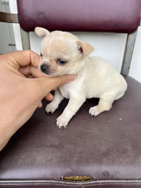 Chihuahua Toy Femmina - Foto 6