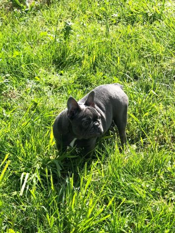bulldog francese - Foto 3