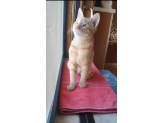 regalo gattino