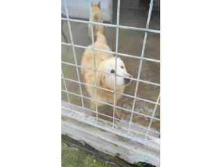CANE DA ADOTTARE