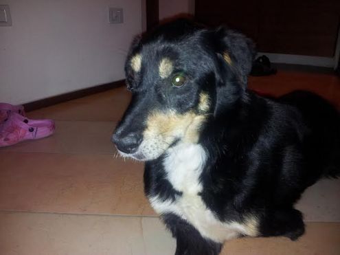 JIMMY, tre zampe ma un cuore speciale - Foto 3