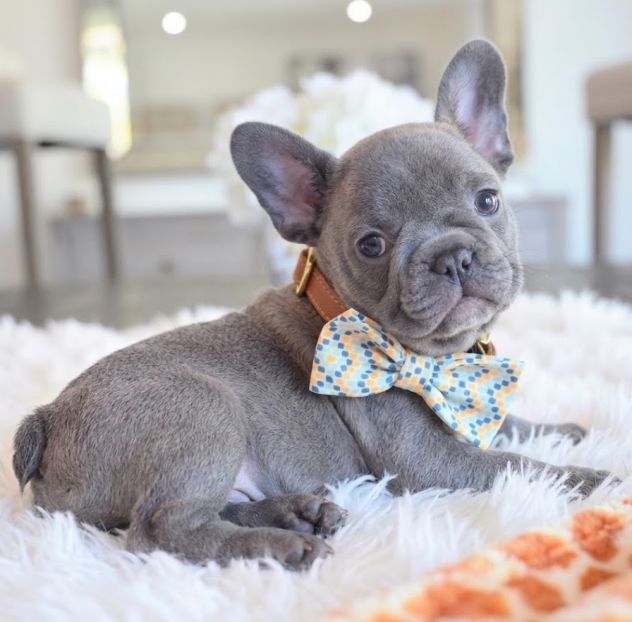 BOULEDOGUE - BULLDOG FRANCESE CUCCIOLI blu - rate da euro 60 al mese