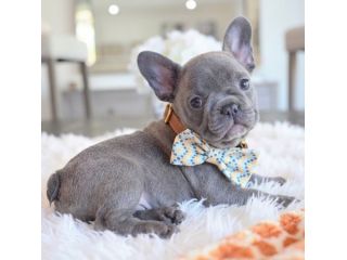 BOULEDOGUE - BULLDOG FRANCESE CUCCIOLI blu - rate da euro 60 al mese