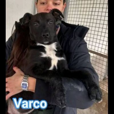 MAURA, VARCO, ROSEA, PEPPINO, CUCCIOLI IN ADOZIONE - Foto 4