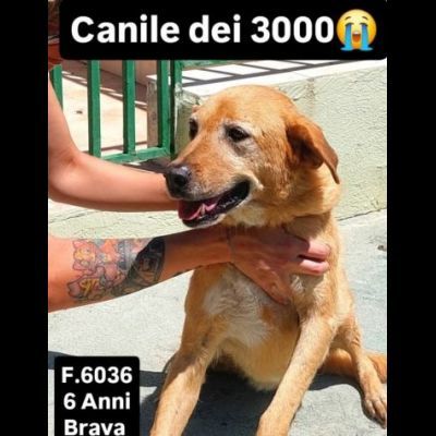 SENZA NOME, SOLO UN NUMERO 380260, TRA TANTI, CAGNOLINA IN ADOZIONE