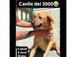 SENZA NOME, SOLO UN NUMERO 380260, TRA TANTI,  CAGNOLINA IN ADOZIONE