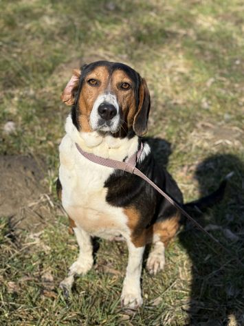 TALIA, meravigliosa coccolona! - Foto 3