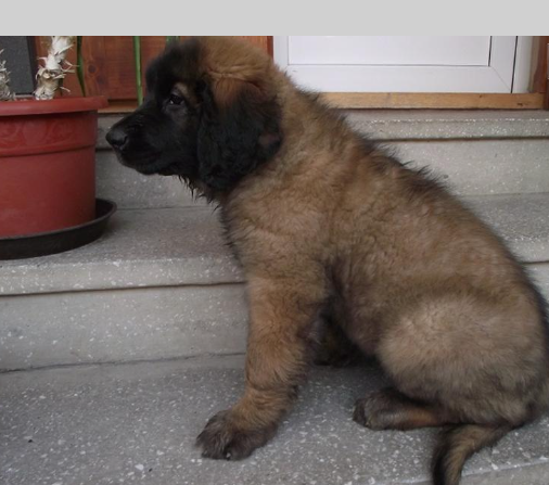 Affascinanti Stupendi cuccioli di Leonberger