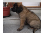 Affascinanti Stupendi cuccioli di Leonberger