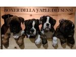 BOXER CUCCIOLI VENDO A REGGIO EMILIA E MODENA- BOXER VENDO A MODENA