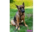 ZARA,splendida pastore tedesco abbandonata